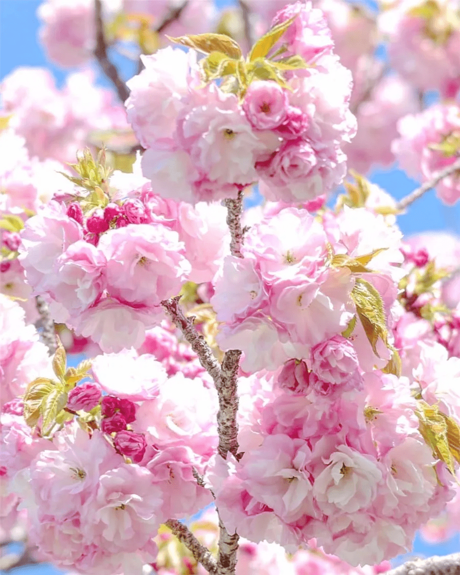 忽如一夜春风来,桃花梨花笑开颜红尘陌上千紫红,花蕊吐香醉乾坤敬请