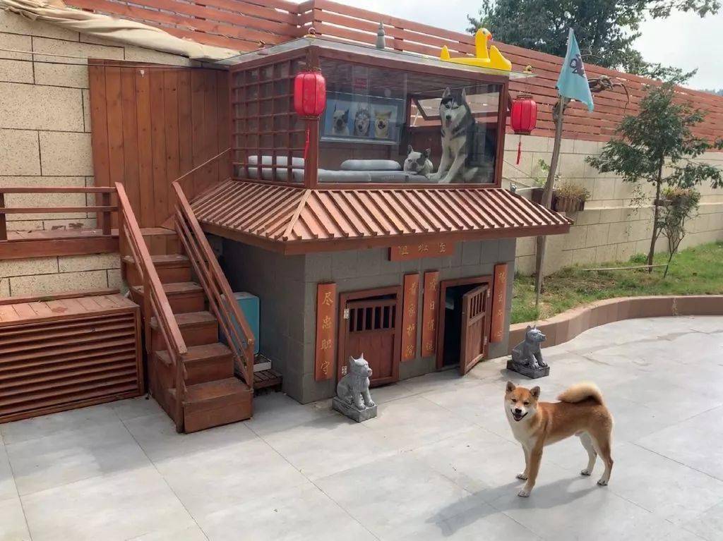 爆红豪华狗宅网友你家还需要gou吗我可以去