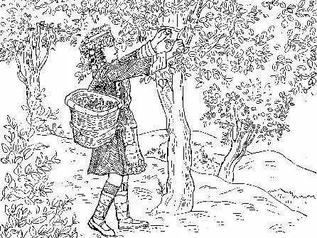 老班章的传奇故事_古树茶