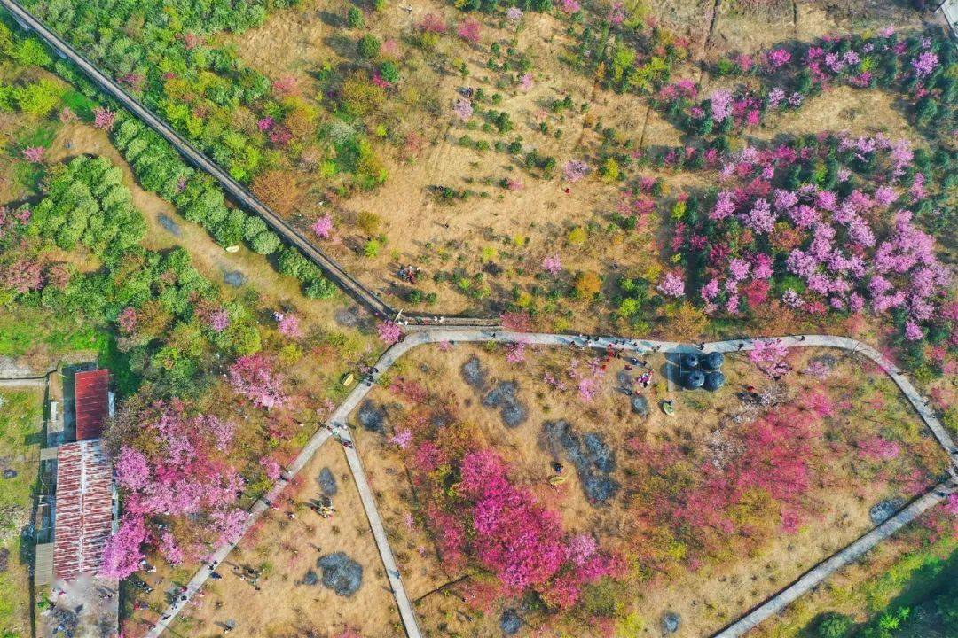 北碚西山坪桃花山图片