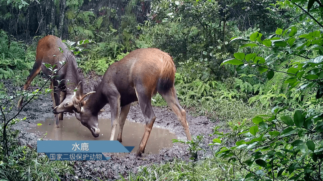 小灵猫 国家二级保护动物 白鹇 水鹿和毛冠鹿 这些野生动物有的在