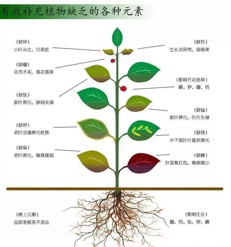 高产作物从土壤中吸收中微量元素成比例增加,土壤中的微量元素无法
