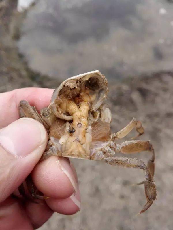 危机水瘪子再次来袭实战经验简析水瘪子病的形成及防控