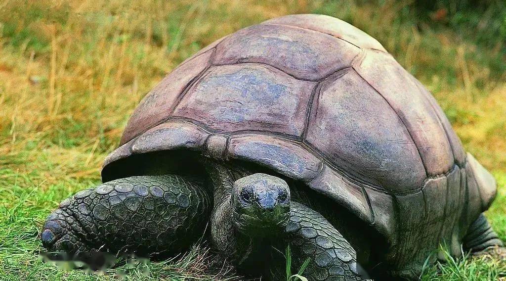 有哪些好养的龟 040b26d268e84d61af713289eb4b9734.jpeg