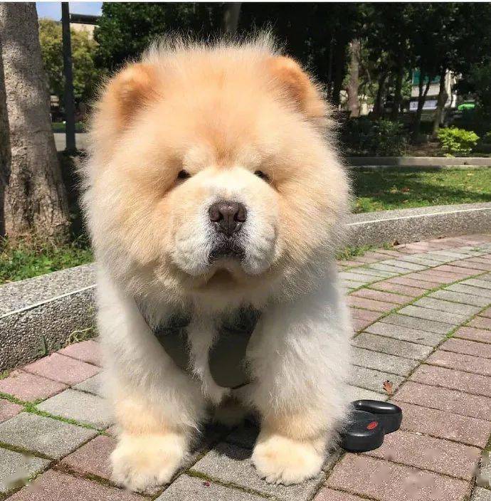 毛茸茸的狗狗可可爱爱,谁见了都喜欢!