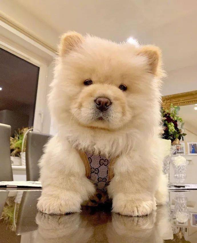 毛茸茸的狗狗可可爱爱,谁见了都喜欢!