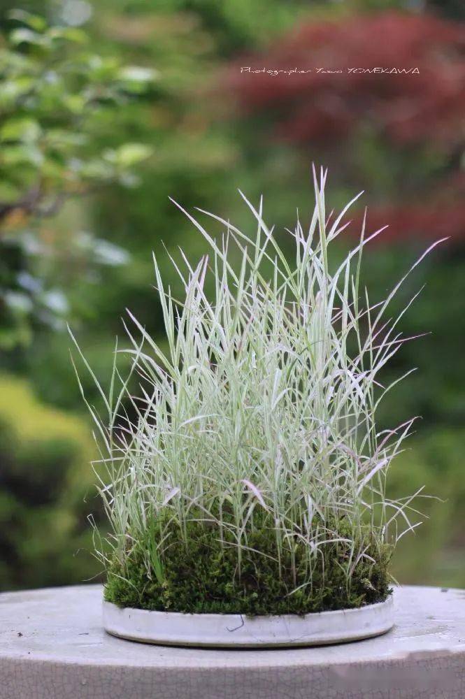 日本山野草盆景品种十和田アシ