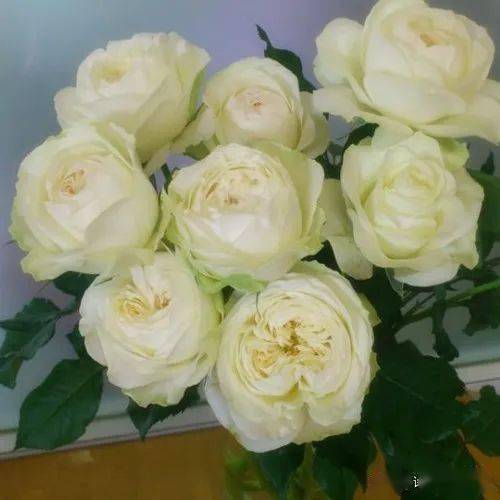 花漾女神节 50种经典切花月季送给你 Cm