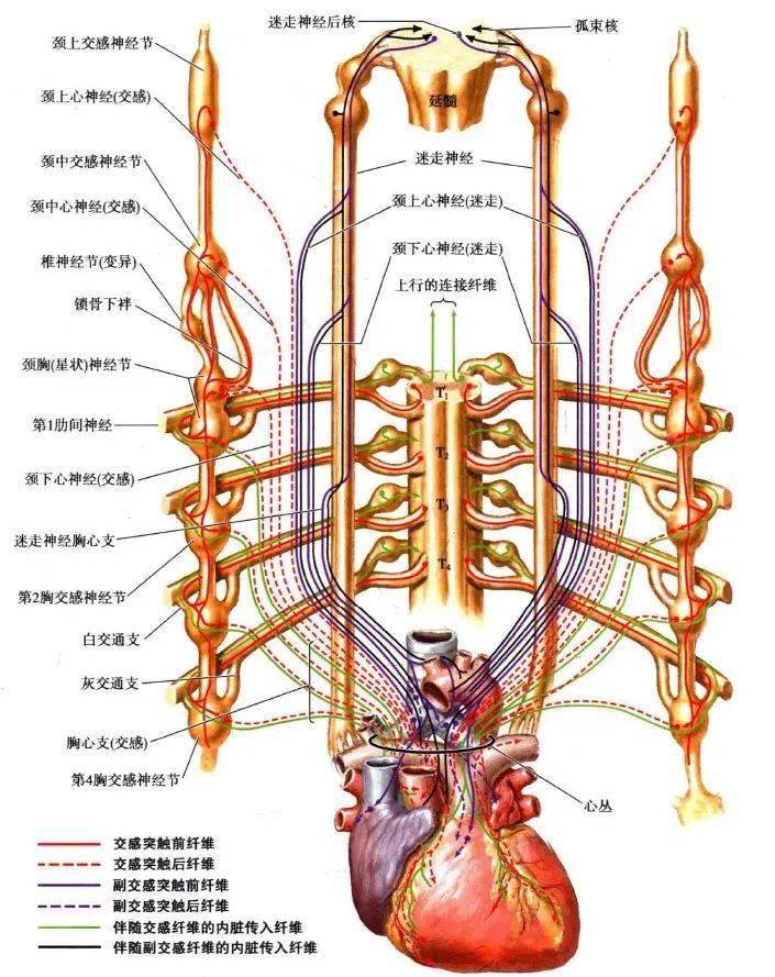 心脏的神经支配