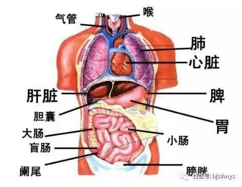 心脏肝脏位置图片图片