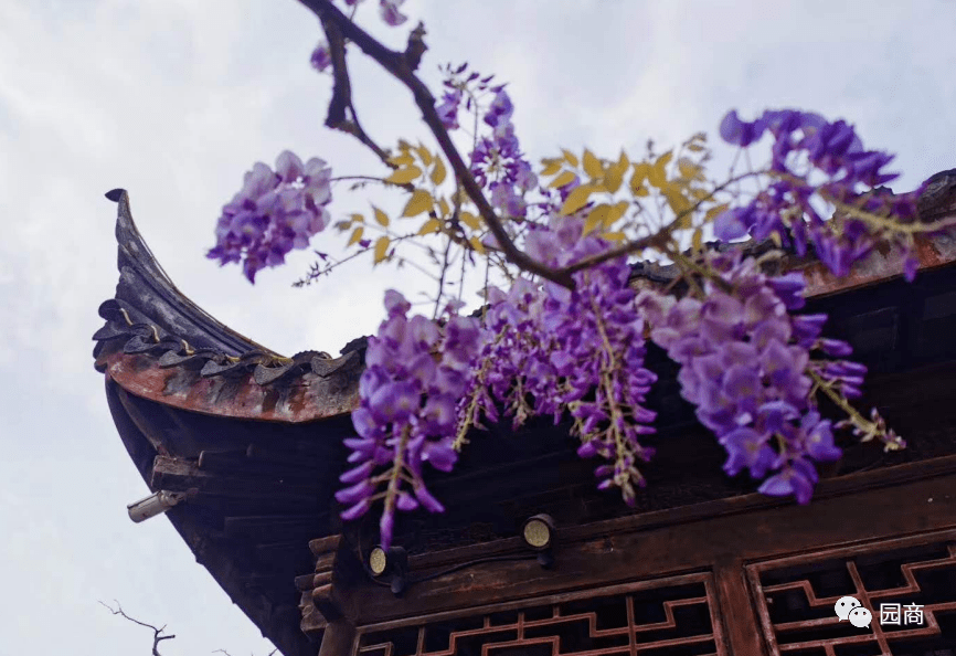 古建滴水瓦_搜狐网