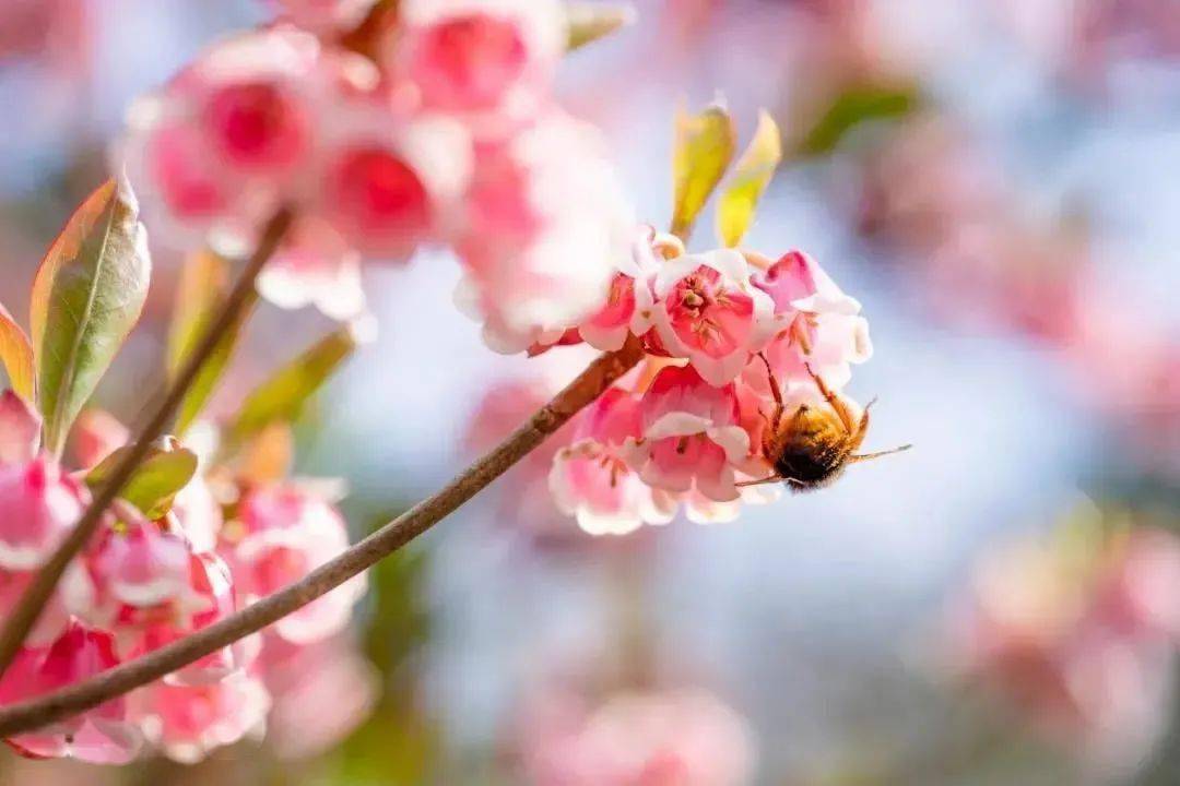 福利 专属宠爱 这几天 南宁部分景区女性免门票入园 优惠