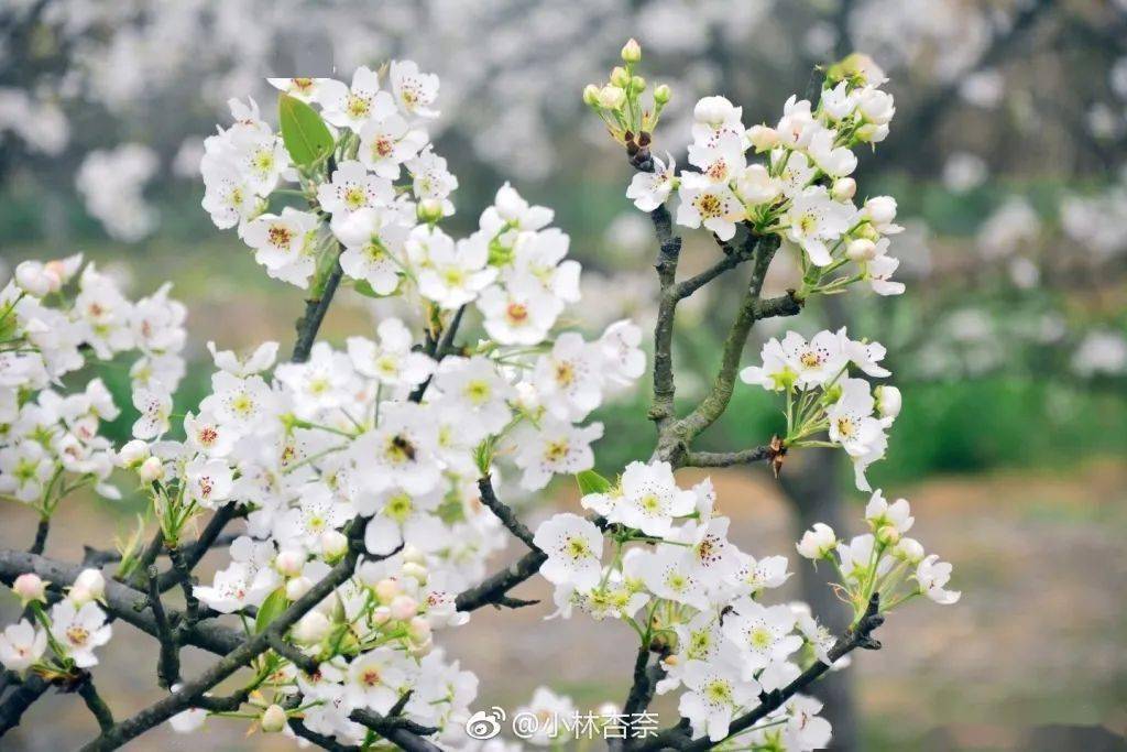 梨花花期来,赏花指南到_成都