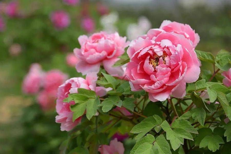 牡丹区GDP2020_菏泽牡丹区2020规划图