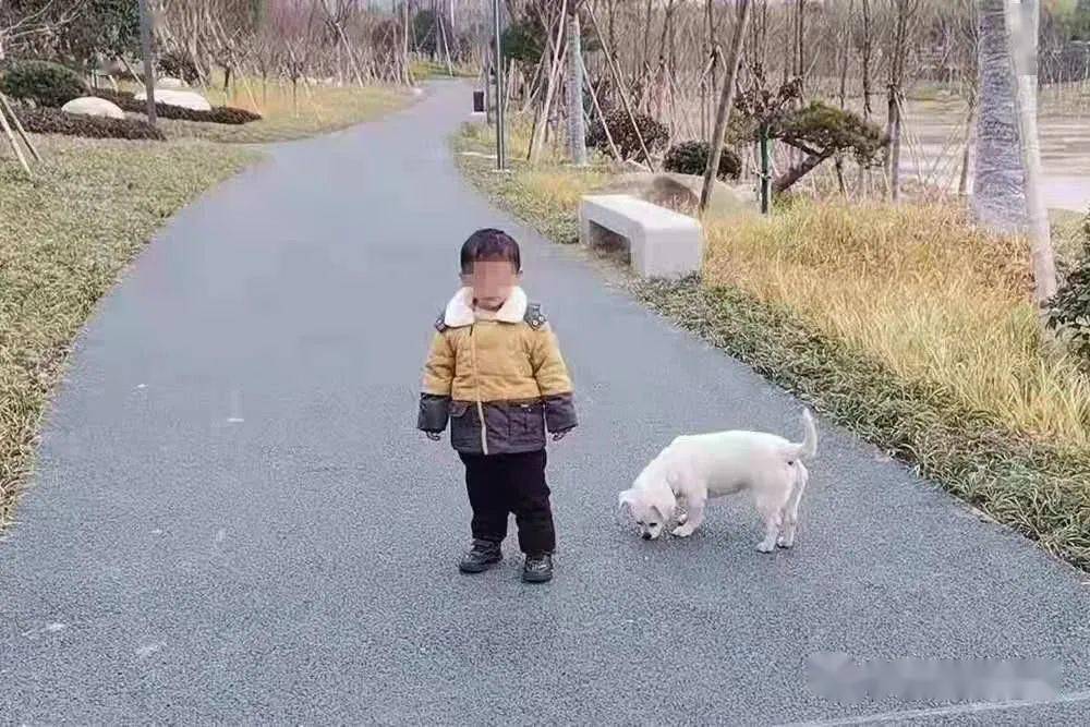 浙江3歲男孩走丟，從小一起長大的小白狗一直默默跟隨保護…… 萌趣萌寵 第2张
