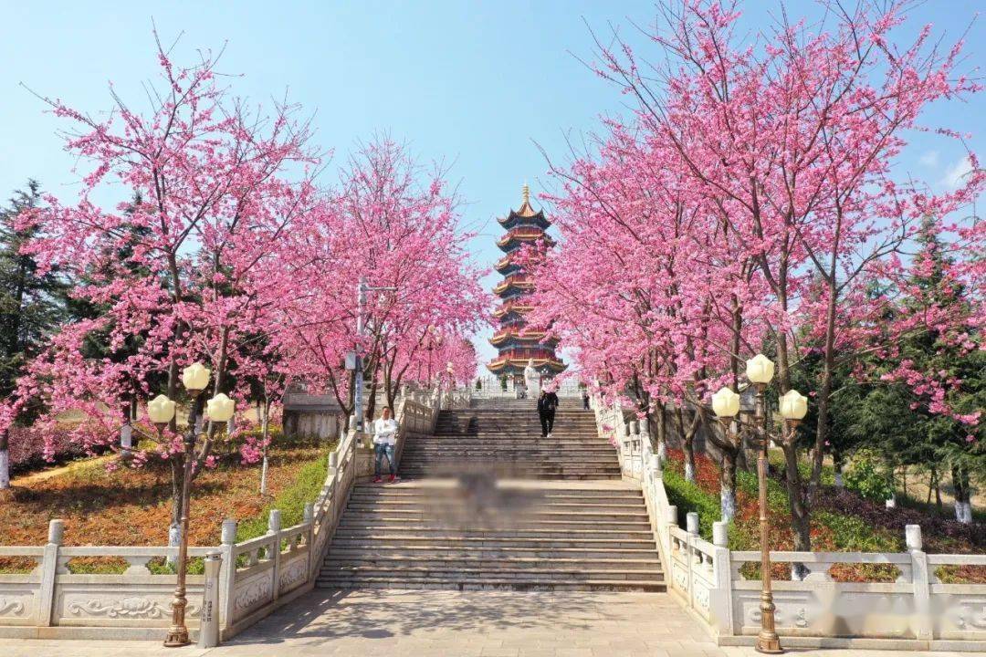 玉泉山樱花图片图片