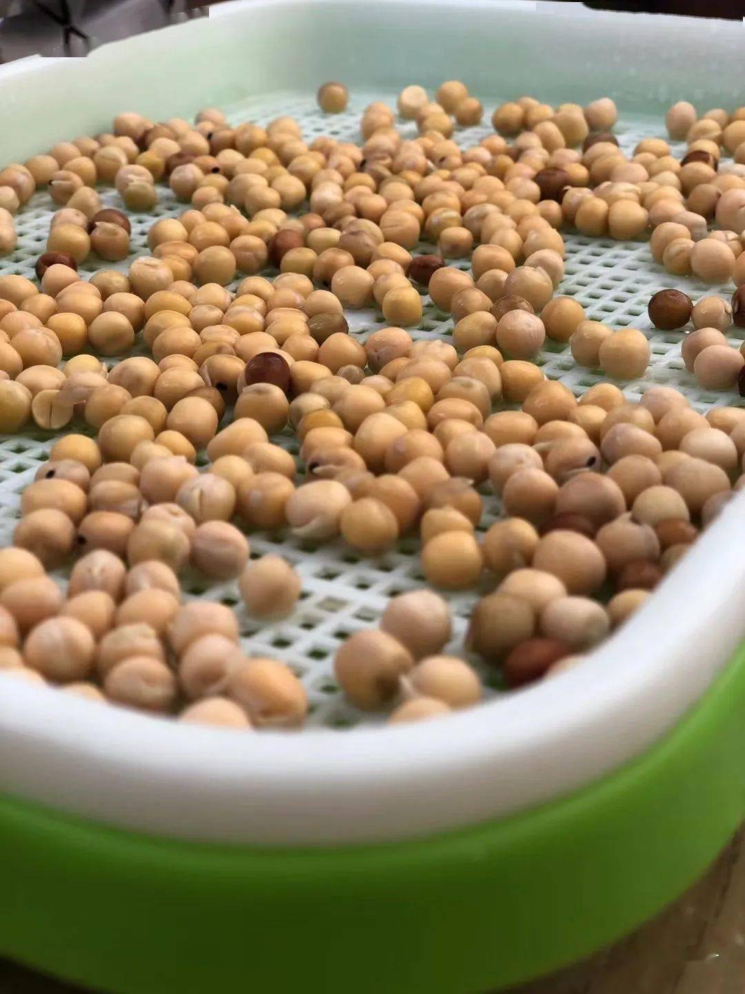 豆苗成长记录 孩子