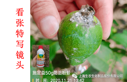 我爱生农吡丙醚介壳虫篇