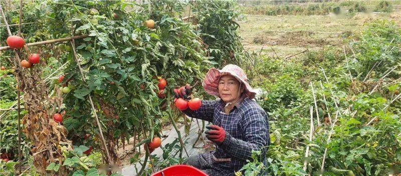 "我为群众办实事":州人民医院组织干部职工义买农户滞销番茄2900斤