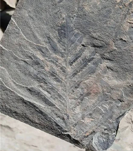 竹节|陕北发现竹类化石