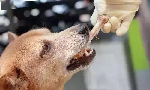 狗狗偷吃蛋糕後死亡，獸醫：死因不是巧克力，而是木糖醇！ 萌趣萌寵 第30张
