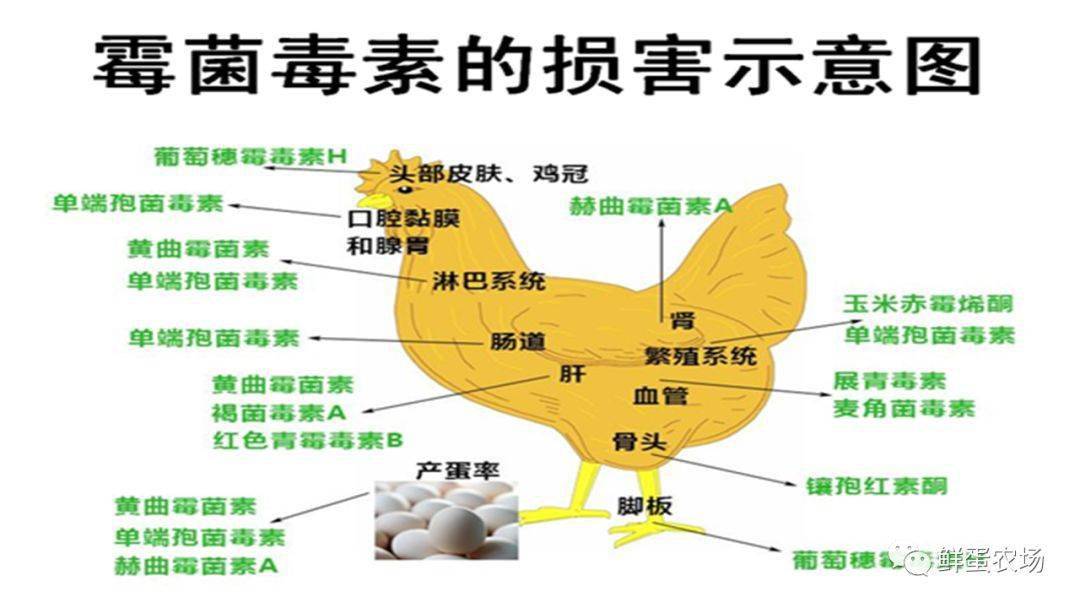 危害蛋鸡生产的霉菌毒素及解毒策略