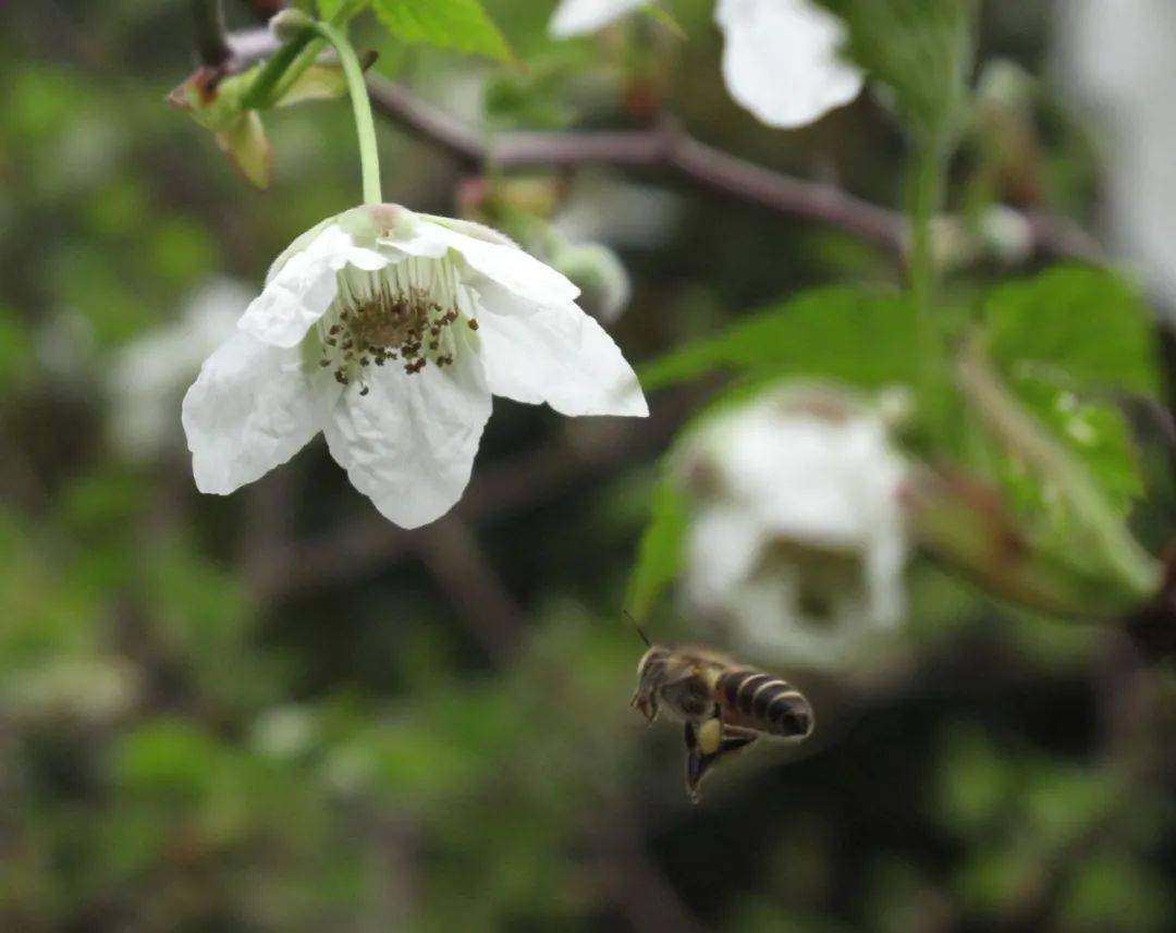 采蜜昆虫和蜜源花卉是一对绝配 花朵