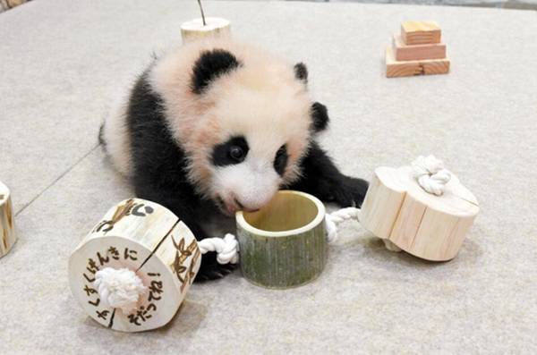 成都旅日大熊猫宝宝在和歌山开心成长其名字即将投票选出 玩具