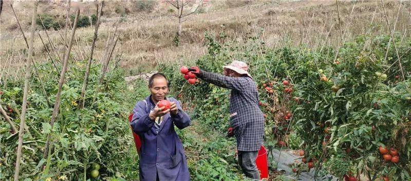 "我为群众办实事":州人民医院组织干部职工义买农户滞销番茄2900斤