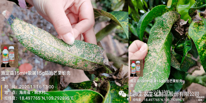 我爱生农吡丙醚介壳虫篇