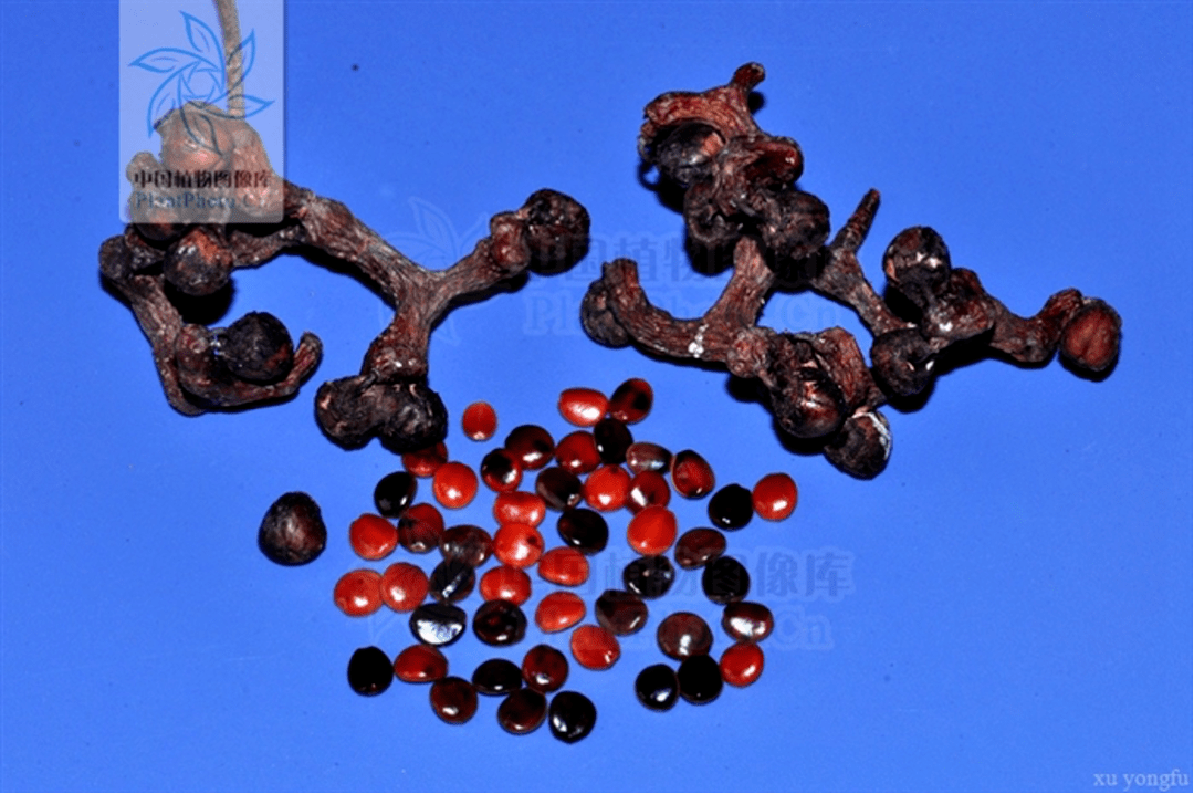 北枳椇种子扁圆,红褐色,有光泽;而毛果枳椇种子黑色,黑紫色或棕色,近