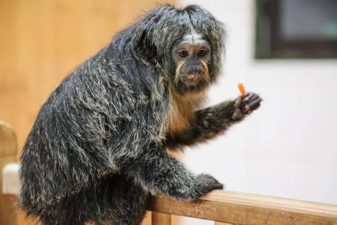 在"灵猴天地"和"小动物乐园"你都可以看到白面僧面猴宝宝哦点击"阅读