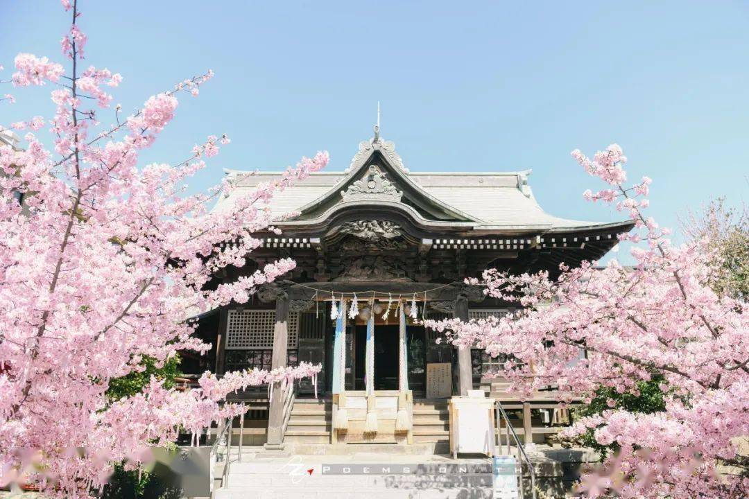 樱神宫|春天从花瓣里诞生_河津