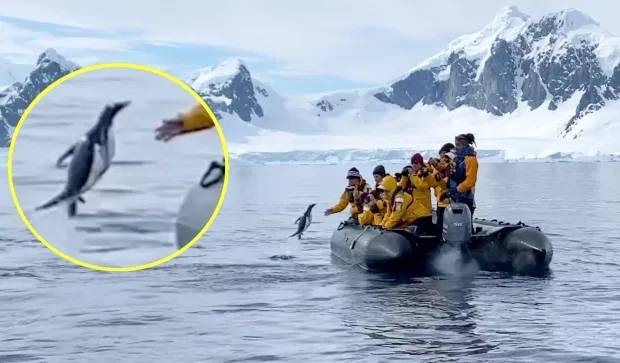 企鹅跳进满是游客的小艇 幸运躲过虎鲸追捕