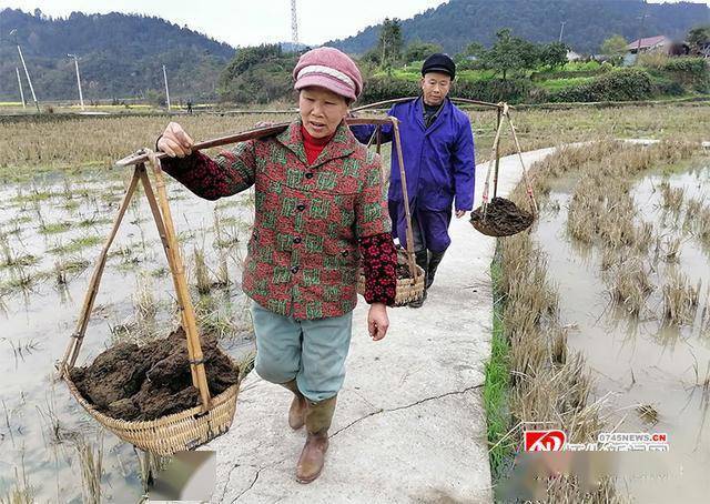 3月7日,靖州新厂镇地交村寨村民在往自家的责任田挑牛粪等农家肥 .