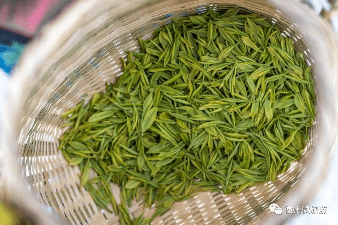 春芽吐新绿,徽州采茶季即将开启_茶叶