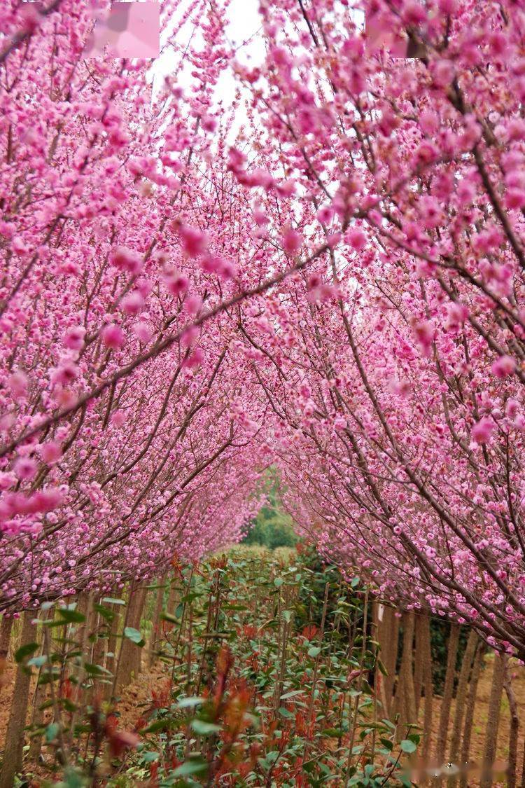 在异性附近唱我有花一朵种在我心中含苞待放意幽幽什么意思 最后的倾诉表达了什么 自媒体热点 在异性附近唱我有花一朵种在我心中含苞待放意幽幽什么意思 最后的倾诉表达了什么 自媒体热点