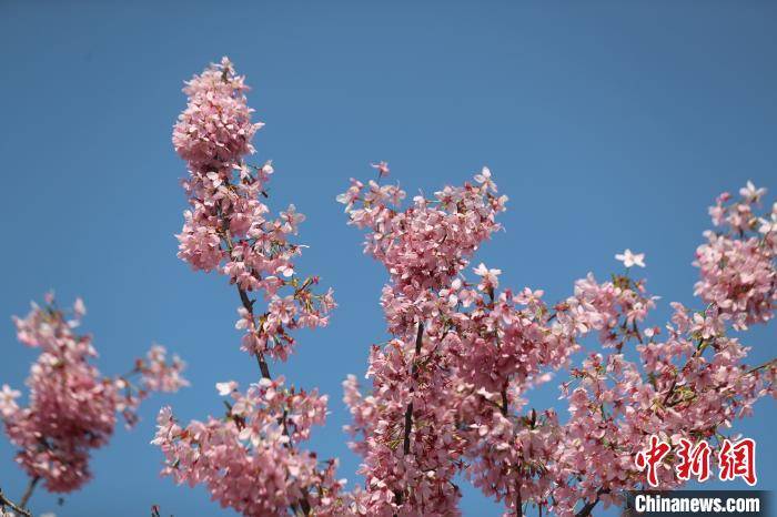 2021上海樱花节3月12日开幕 110个品种1.4万株樱花将亮相