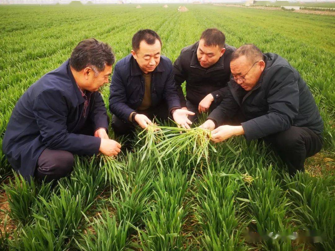 市农业农村局专家组到睢县调研指导小麦病虫害防控工作