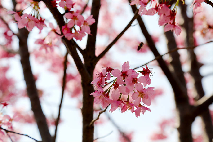 2021上海樱花节将于3月12日开幕
