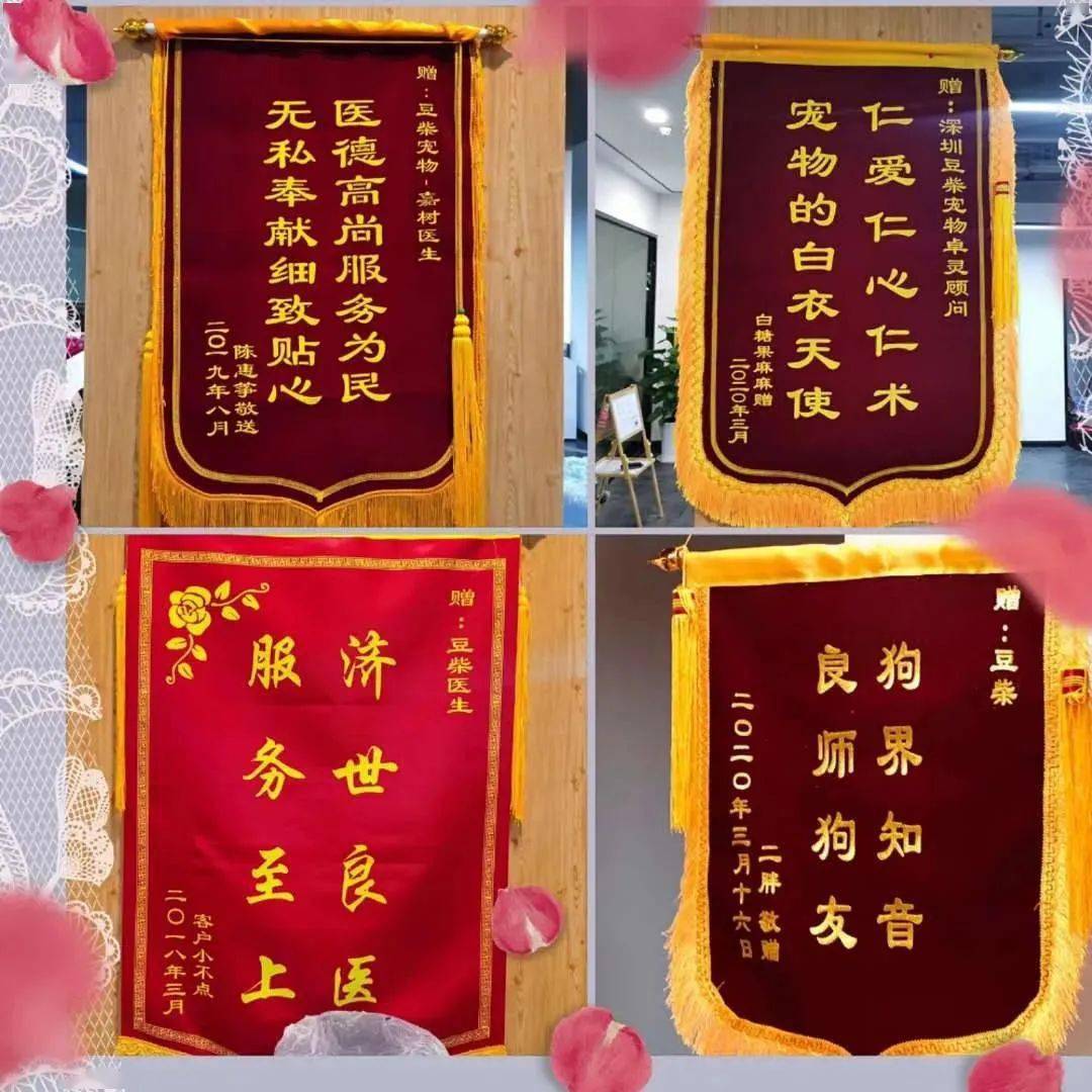 狗狗被救活了，這位主治醫師卻把飯碗丟了...... 萌趣萌寵 第13张