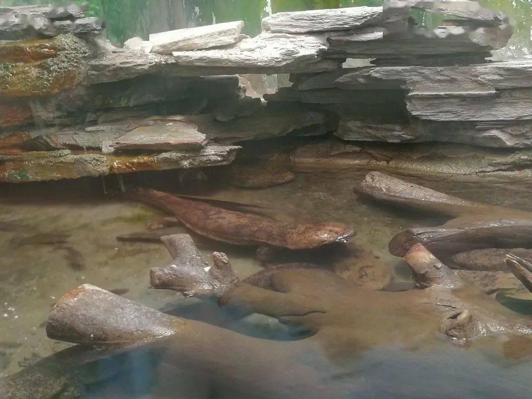 动物园里的"最"