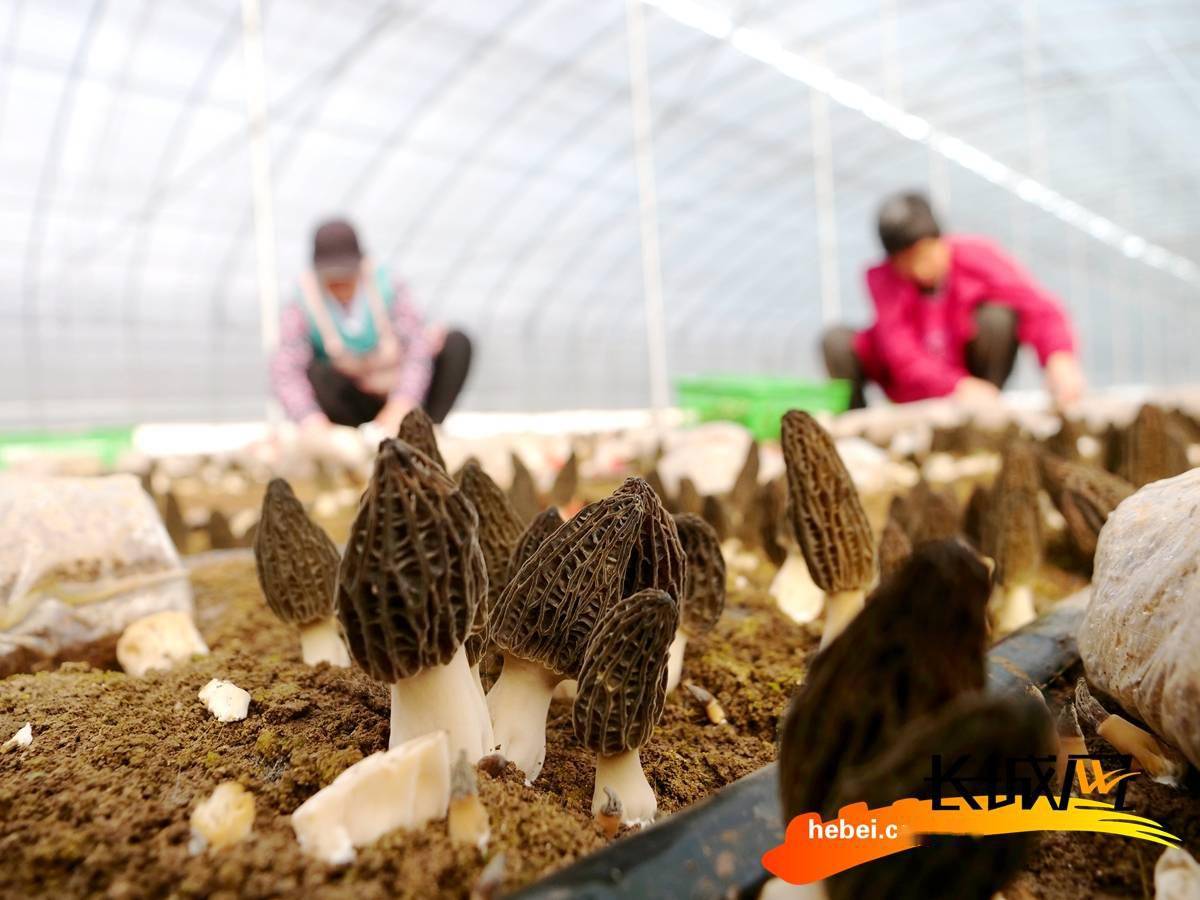 高清组图河北柏乡羊肚菌种植富农家