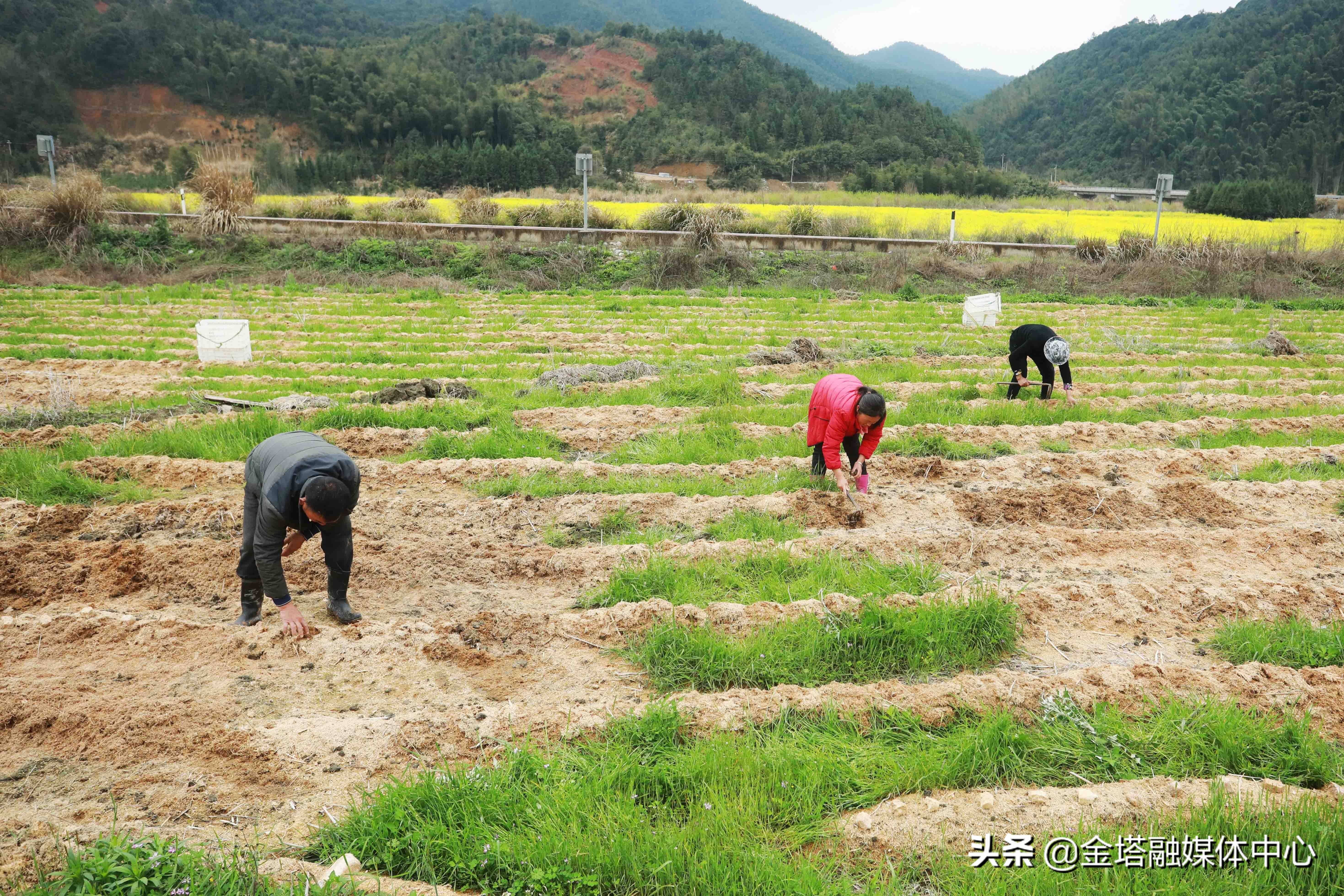 江西乐安人勤春来早田间劳作忙