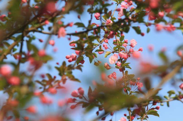 鸟舞花间游人如织郑州碧沙岗公园海棠初放本周末在花海长廊等你赴约