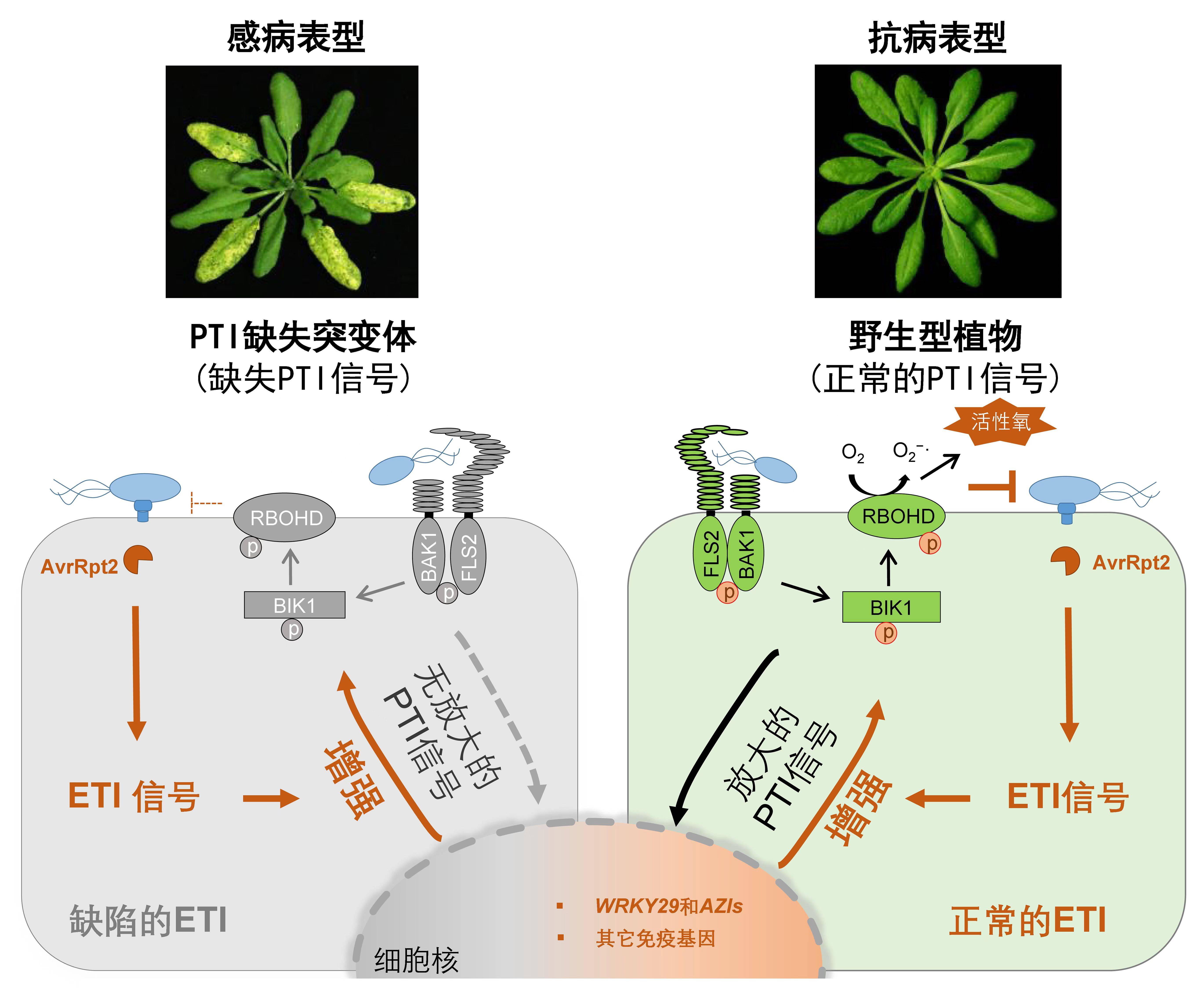 免疫|《自然》刊登上海团队成果：发现植物两大免疫系统协同抗敌