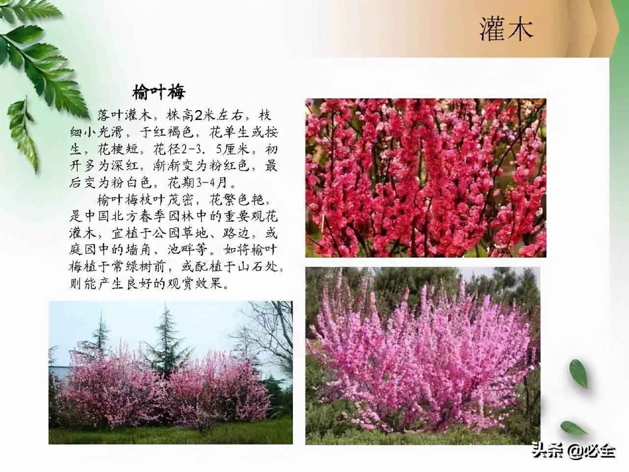 路边绿化植物名称灌木图片