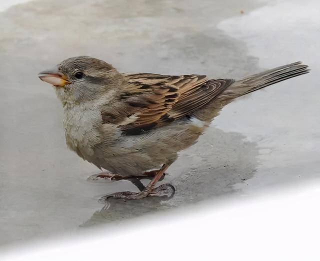 现在常见的麻雀竟然是进口货那么之前的本地麻雀去哪了