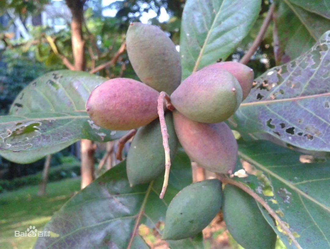 生物多样性丨植树节,我们带您认识海南这40种树木……_价值