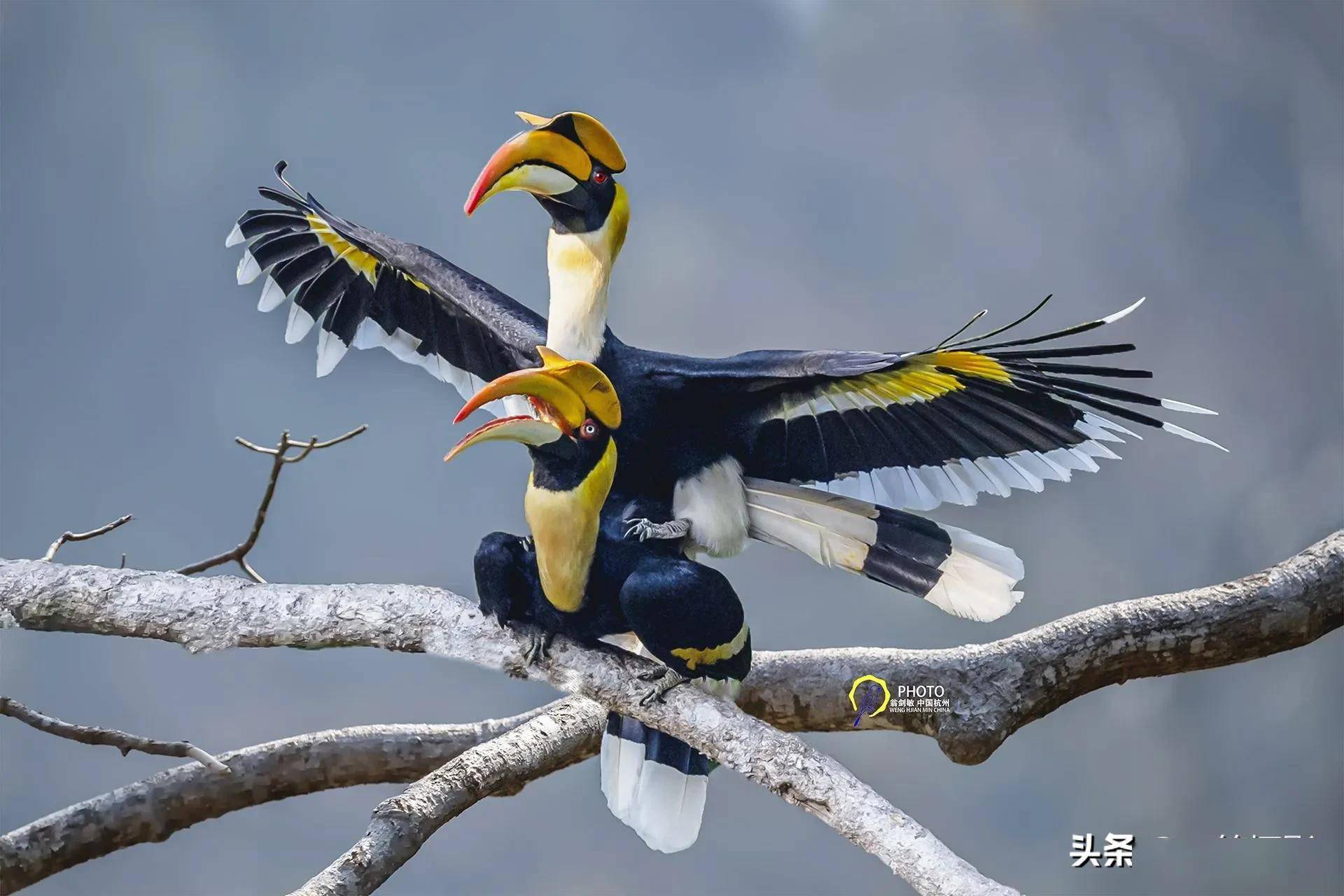 中国犀鸟谷三种珍贵犀鸟杭州翁剑敏摄影